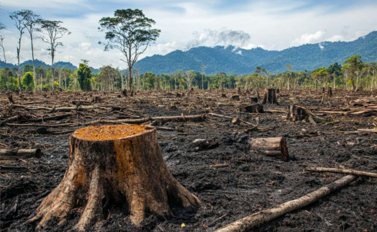 Déforestation : 5 raisons d’y mettre fin pour protéger notre avenir