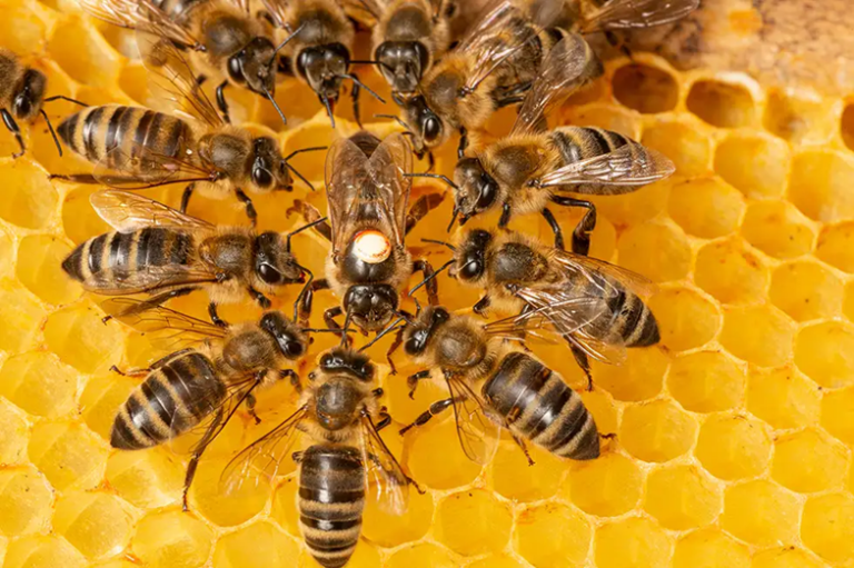 Le Cycle de Vie des Abeilles Illustré Pas à Pas