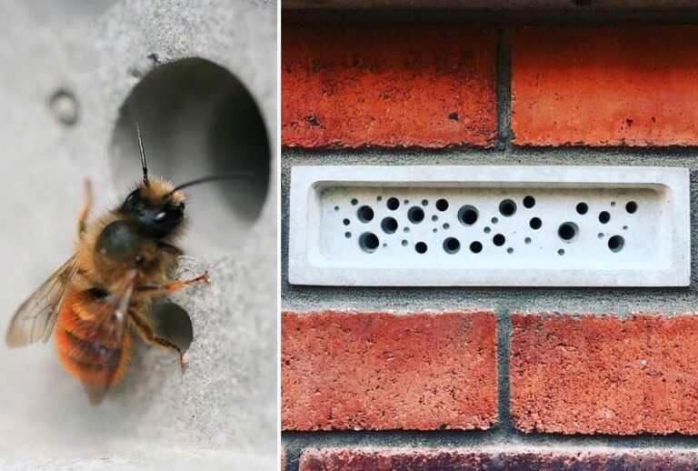 Des briques pour sauver les abeilles solitaires : une innovation au Royaume-Uni