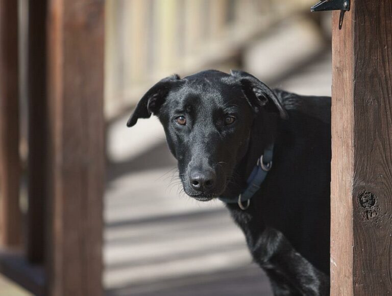 Que symbolise l’entrée d’un chien noir dans votre maison