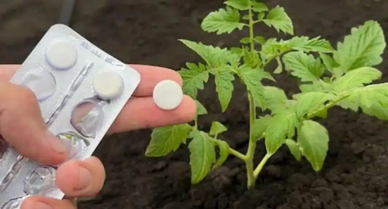  Pourquoi il est conseillé d’utiliser de l’aspirine pour les plantes