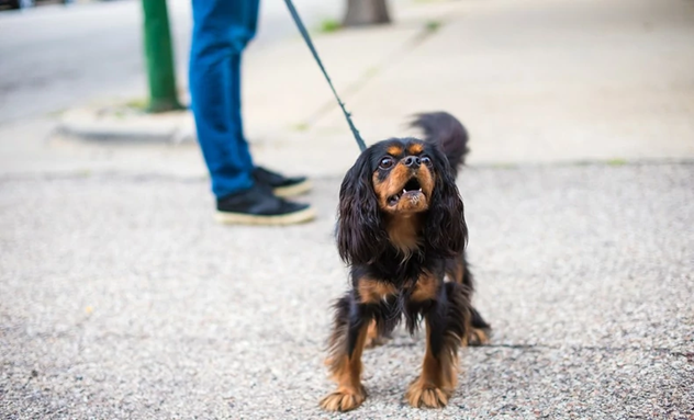 Quand votre chien grogne sur quelqu’un : ce qu’il perçoit vraiment