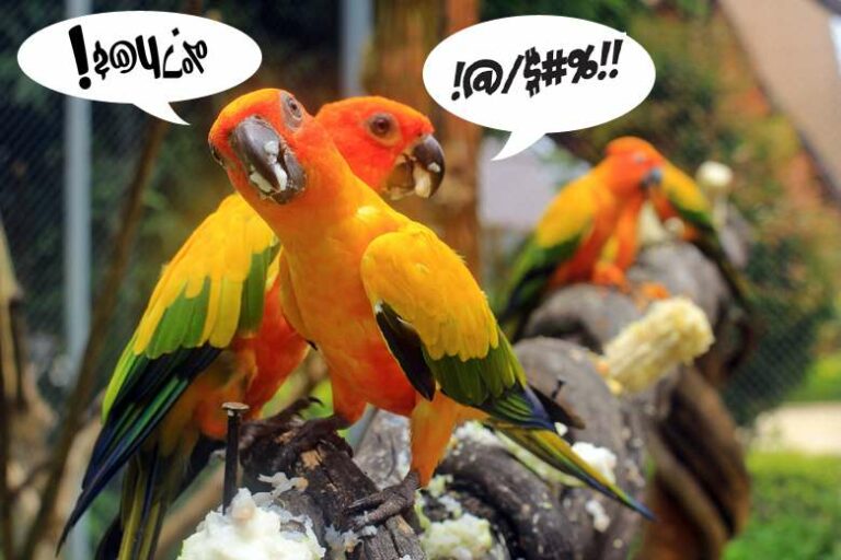 5 perroquets du zoo ont été séparés parce qu’ils disaient des gros mots aux visiteurs