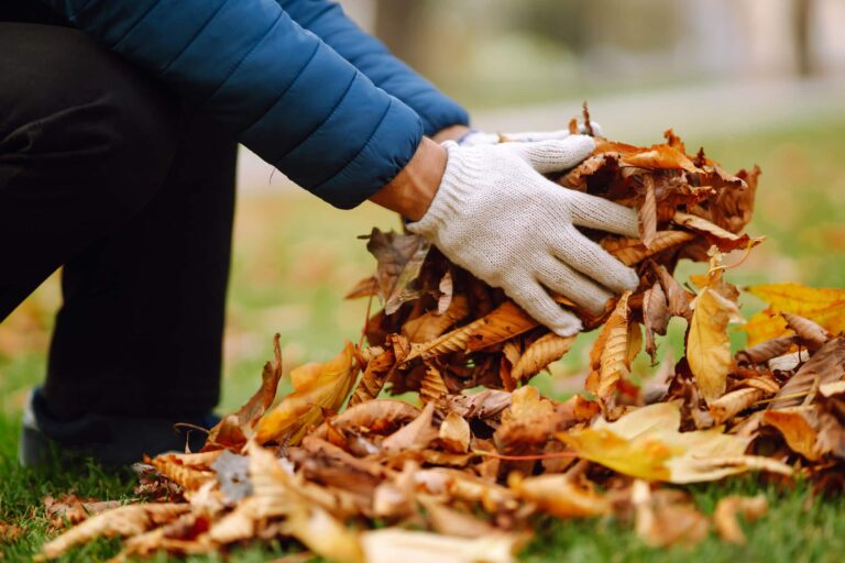 Feuilles du voisin qui tombent chez vous : que dit la loi ?