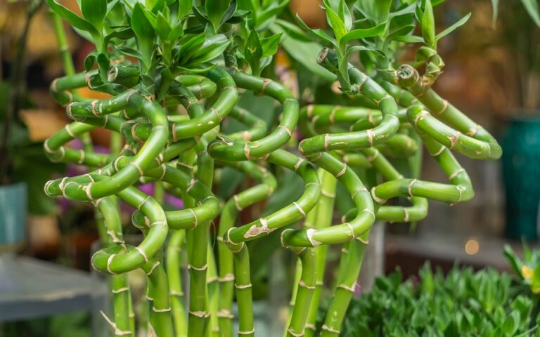 Comment entretenir le bambou porte-bonheur pour qu’il s’épanouisse et parfume votre intérieur
