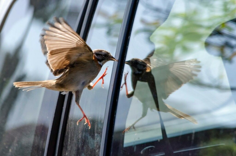 ? Lorsqu’un oiseau frappe à la fenêtre : voici la véritable explication