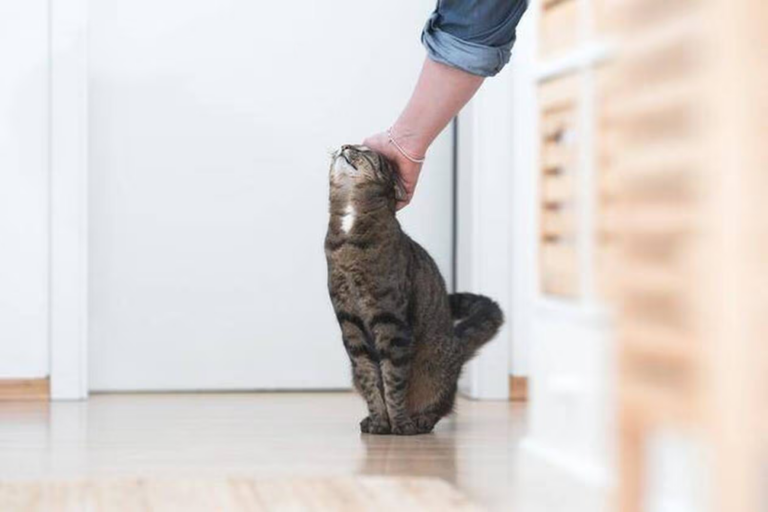 Saviez-vous qu’il faut prévenir votre chat chaque fois que vous quittez la maison ?