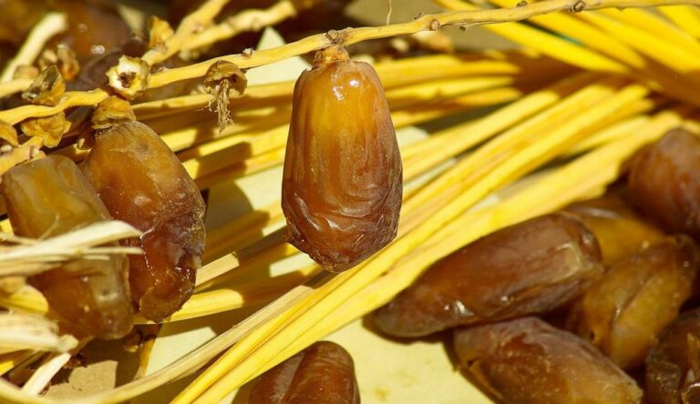 Pourquoi les dattes sont bénéfiques pour l’organisme