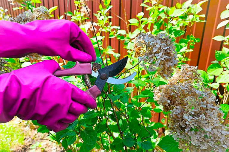 Les 3 plantes à tailler pour une floraison spectaculaire en mars