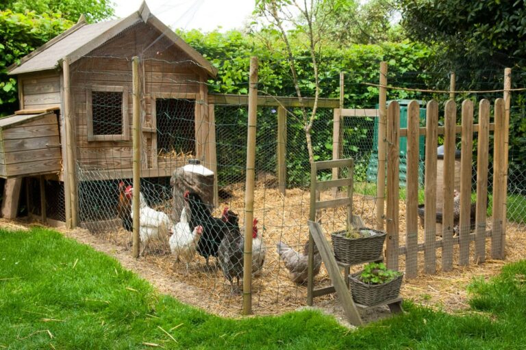 Installer un poulailler dans son jardin : quelles obligations juridiques et fiscales ?