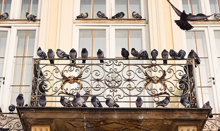 L’astuce pour éloigner les pigeons de votre balcon : efficace et sans danger