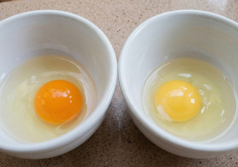 Jaune d’œuf : orange ou pâle, lequel est vraiment meilleur ?