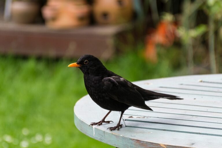 Voici ce que signifie la présence d’un merle dans votre jardin