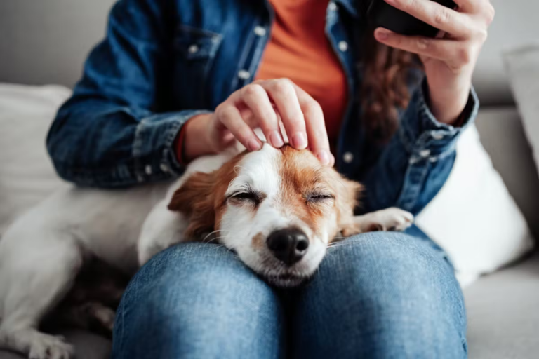 Où caresser un chien : les zones qu’il adore… et celles qu’il déteste vraiment