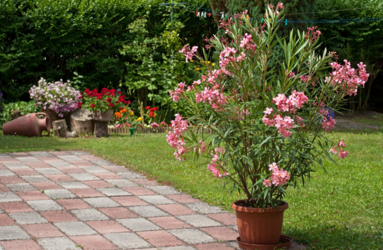 Laurier-rose en pot : les gestes simples pour favoriser une belle floraison