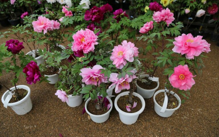 Comment planter les pivoines pour obtenir une floraison généreuse ?